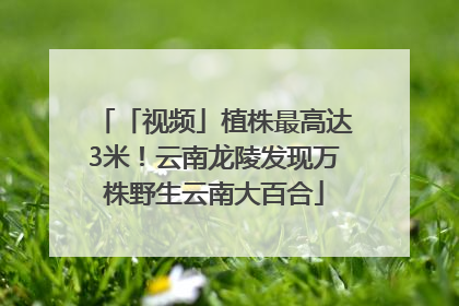 「视频」植株最高达3米！云南龙陵发现万株野生云南大百合
