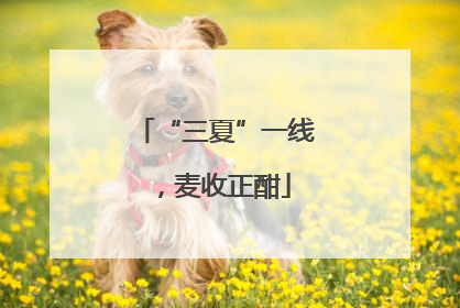 “三夏”一线，麦收正酣
