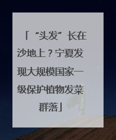 “头发”长在沙地上？宁夏发现大规模国家一级保护植物发菜群落