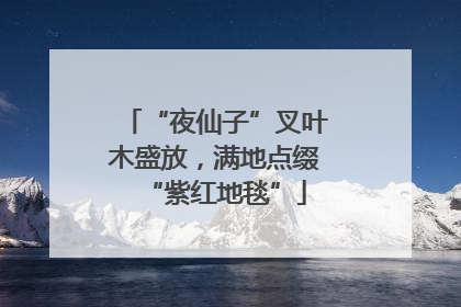 “夜仙子”叉叶木盛放，满地点缀“紫红地毯”