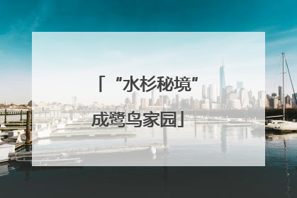 “水杉秘境”成鹭鸟家园