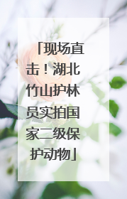 现场直击！湖北竹山护林员实拍国家二级保护动物