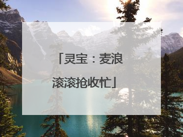 灵宝：麦浪滚滚抢收忙