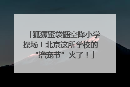 狐獴蜜袋鼯空降小学操场！北京这所学校的“撸宠节”火了！
