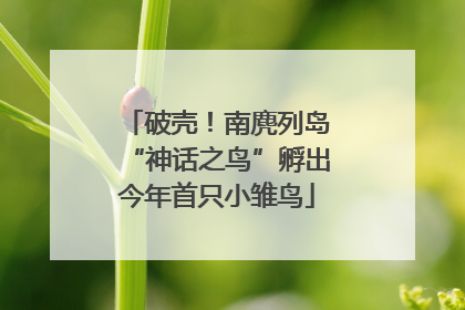 破壳！南麂列岛“神话之鸟”孵出今年首只小雏鸟