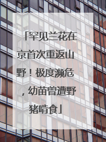 罕见兰花在京首次重返山野！极度濒危，幼苗曾遭野猪啃食