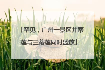 罕见，广州一景区并蒂莲与三蒂莲同时盛放