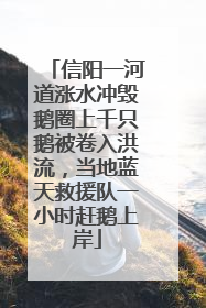 信阳一河道涨水冲毁鹅圈上千只鹅被卷入洪流，当地蓝天救援队一小时赶鹅上岸