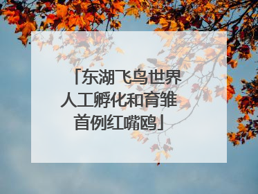 东湖飞鸟世界人工孵化和育雏首例红嘴鸥
