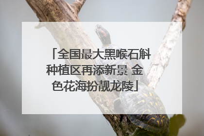 全国最大黑喉石斛种植区再添新景 金色花海扮靓龙陵