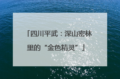 四川平武：深山密林里的“金色精灵”