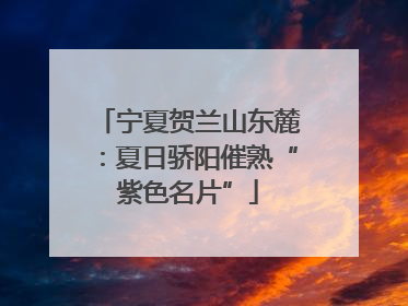宁夏贺兰山东麓：夏日骄阳催熟“紫色名片”