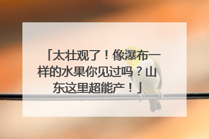 太壮观了！像瀑布一样的水果你见过吗？山东这里超能产！