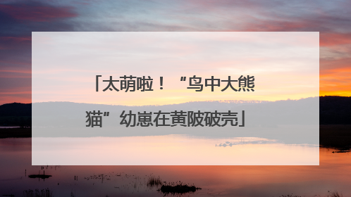 太萌啦！“鸟中大熊猫”幼崽在黄陂破壳