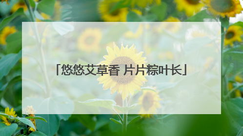 悠悠艾草香 片片粽叶长
