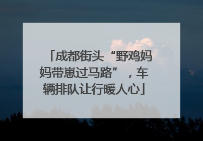 成都街头“野鸡妈妈带崽过马路”，车辆排队让行暖人心