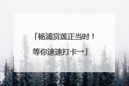 杨浦赏莲正当时！等你速速打卡→