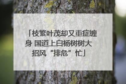 枝繁叶茂却又重症缠身 国道上白杨树树大招风“排危”忙