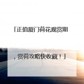 正值厦门荷花观赏期，赏荷攻略快收藏！