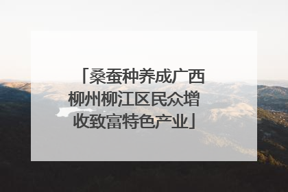桑蚕种养成广西柳州柳江区民众增收致富特色产业