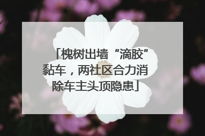 槐树出墙“滴胶”黏车，两社区合力消除车主头顶隐患
