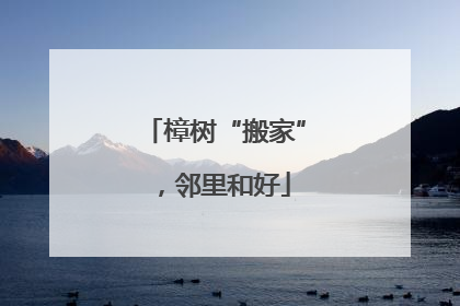 樟树“搬家”，邻里和好