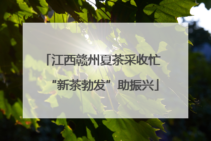 江西赣州夏茶采收忙 “新茶勃发”助振兴