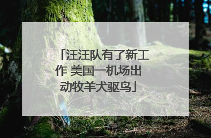 汪汪队有了新工作 美国一机场出动牧羊犬驱鸟