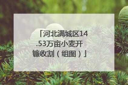 河北满城区14.53万亩小麦开镰收割（组图）
