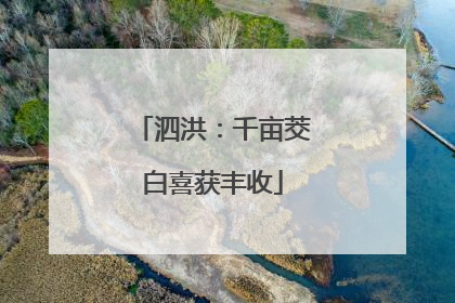 泗洪：千亩茭白喜获丰收