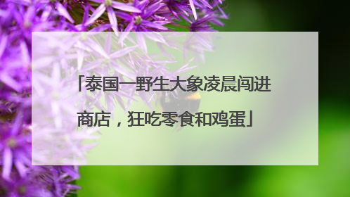 泰国一野生大象凌晨闯进商店，狂吃零食和鸡蛋