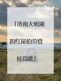 济南大明湖的红尾伯劳登枝高歌