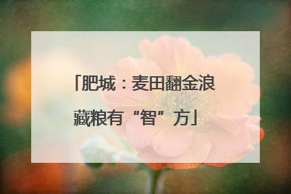 肥城：麦田翻金浪藏粮有“智”方