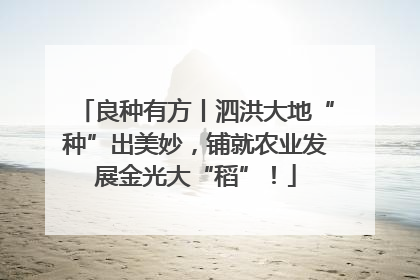 良种有方丨泗洪大地“种”出美妙，铺就农业发展金光大“稻”！