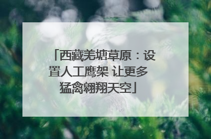西藏羌塘草原：设置人工鹰架 让更多猛禽翱翔天空