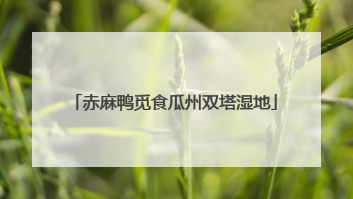 赤麻鸭觅食瓜州双塔湿地