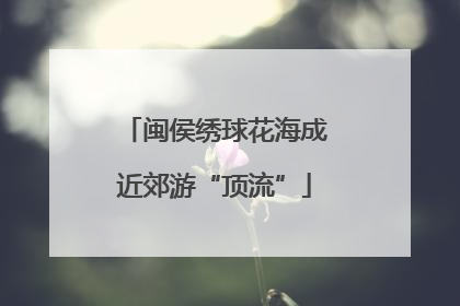 闽侯绣球花海成近郊游“顶流”