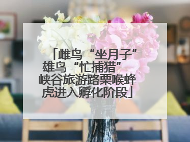 雌鸟“坐月子”雄鸟“忙捕猎” 峡谷旅游路栗喉蜂虎进入孵化阶段
