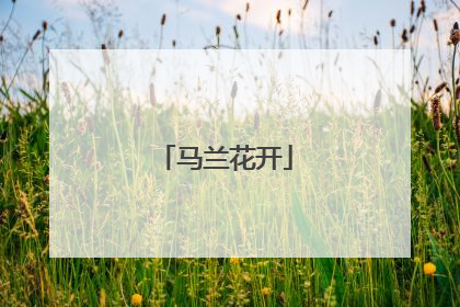 马兰花开