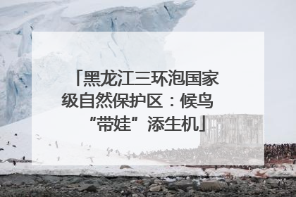 黑龙江三环泡国家级自然保护区：候鸟“带娃”添生机
