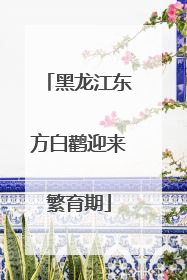 黑龙江东方白鹳迎来繁育期