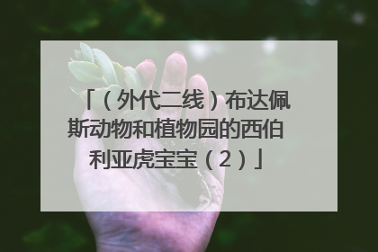（外代二线）布达佩斯动物和植物园的西伯利亚虎宝宝（2）