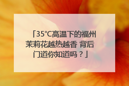 35℃高温下的福州茉莉花越热越香 背后门道你知道吗？