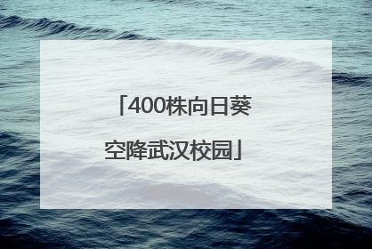 400株向日葵空降武汉校园
