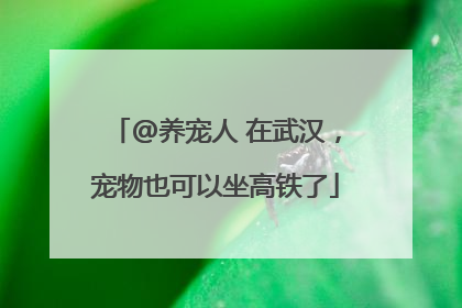 @养宠人 在武汉，宠物也可以坐高铁了